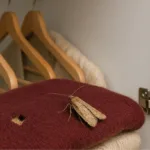 Motten Im Kleiderschrank: Herkunft, Aussehen, Gefahr – Patronus Regarding Kleiderschrank Motten